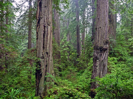 Dense forest