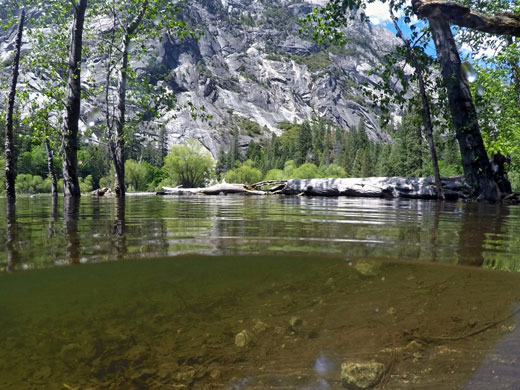 Trees by Mirror Lake