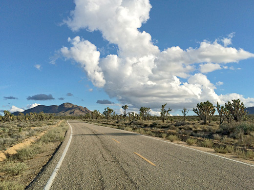 Joshua trees near Cima Dome