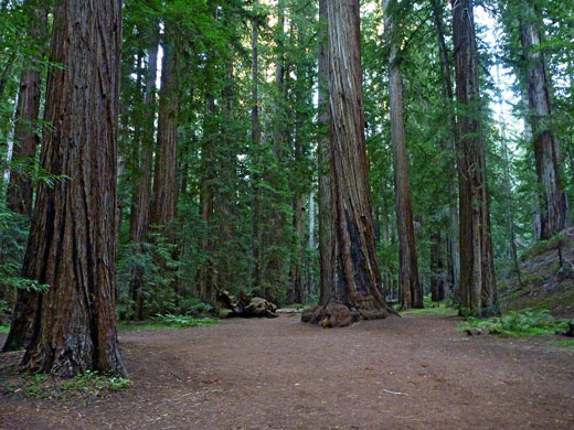 Edge of the grove