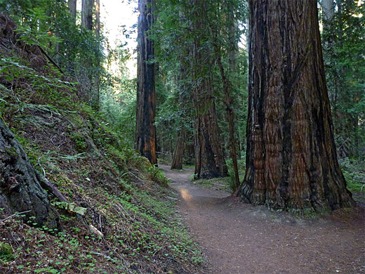 Loop trail