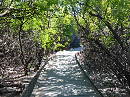 Boardwalk