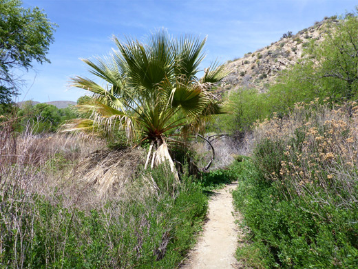 Overgrown canyon