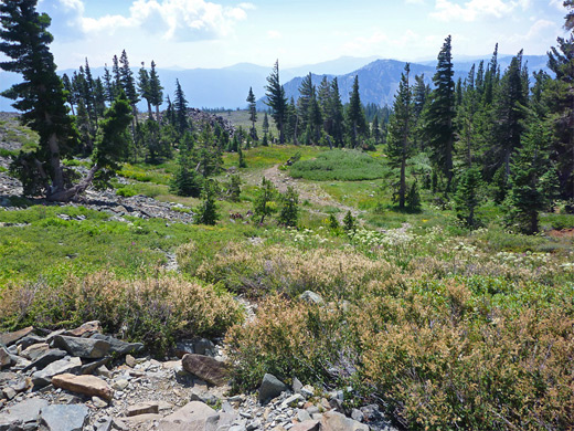 Meadow near the summit of Mount Tallac