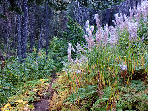 Fireweed by the trail
