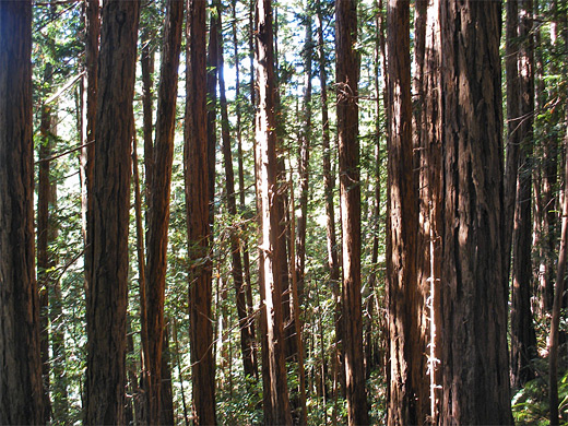Douglas fir trees near the top of the Ocean View Trail