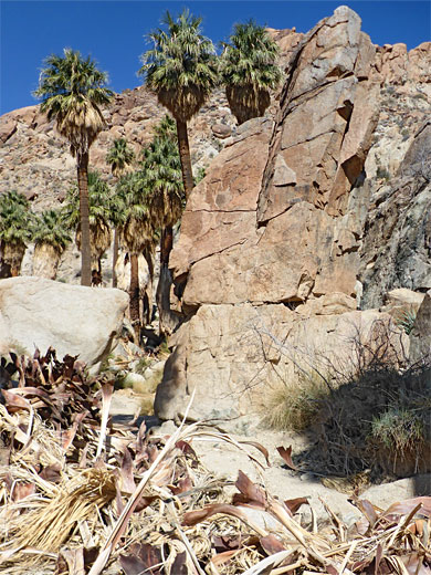 Palms beside a cliff, Munsen Canyon