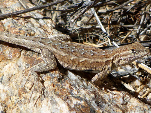 Side-blotched lizard, uta stansburiana