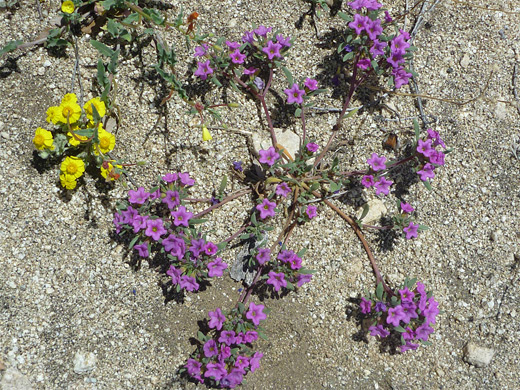 Purple mat