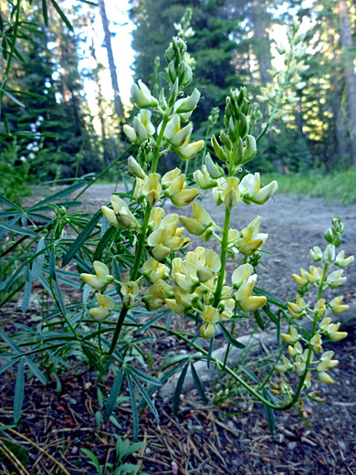 Narrow Flowered Lupine; Narrow flowered lupine (lupinus angustiflorus), Paradise Meadows, Lassen Volcanic National Park, California