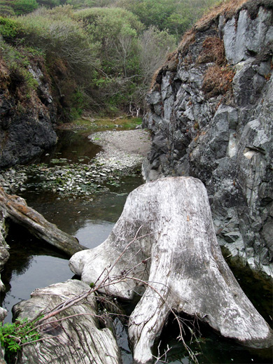 Redwood stump, Enderts Beach