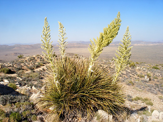 Parry's beargrass, nolina parryi