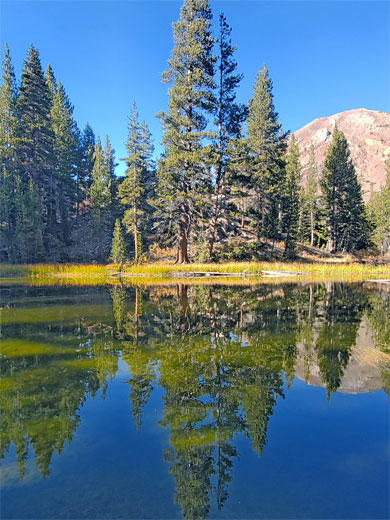 Reflections on a pond