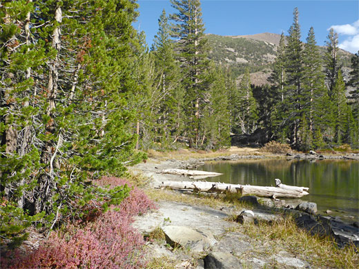 Edge of a pond