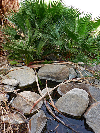 Pool and boulders