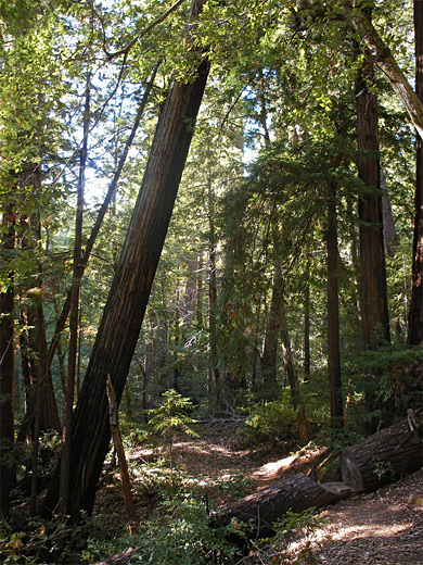 Path by Opal Creek