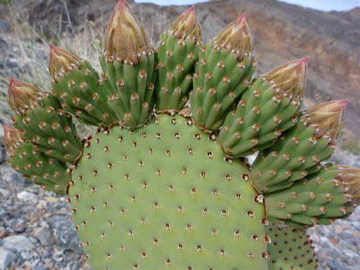 Opuntia basilaris pad with nine flower buds