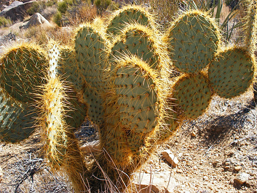 Opuntia chlorotica, pancake prickly pear