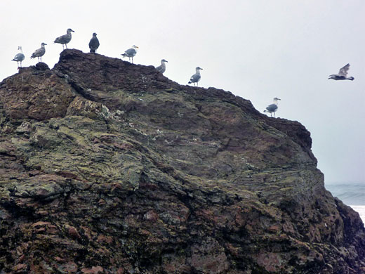 Line of gulls