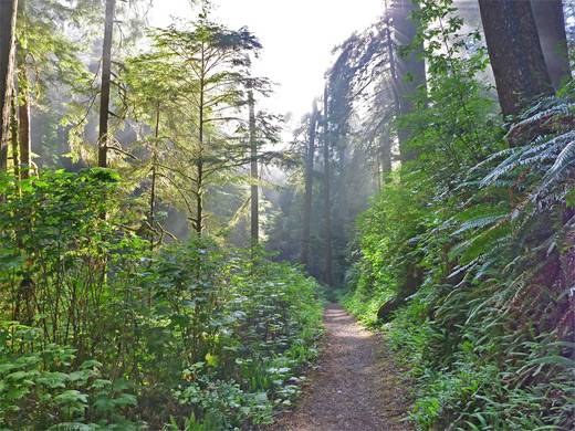 Clearing mist at the start of the Ossagon Trail