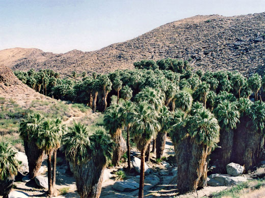 View from the Palm Canyon carpark