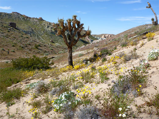 Varied wildflowers