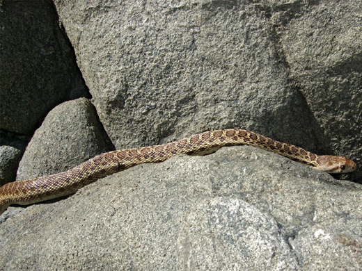 Pacific gopher snake