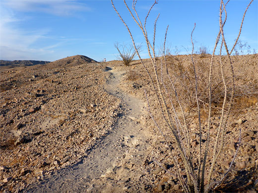 Ocotillo