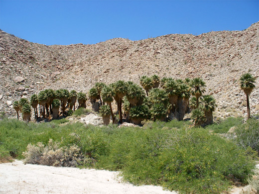 Palm Bowl Grove