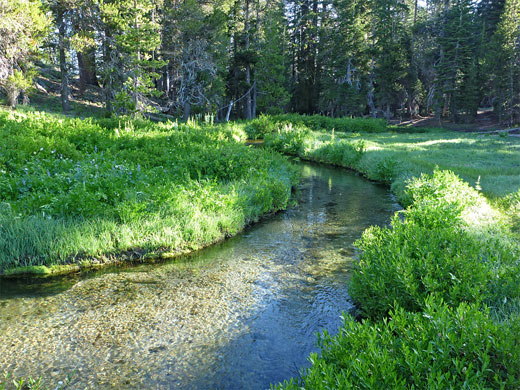 Edge of the forest