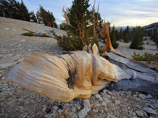 Protruding stump, Patriarch Grove