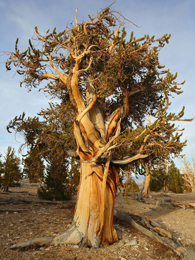 Tree in the Patriarch Grove