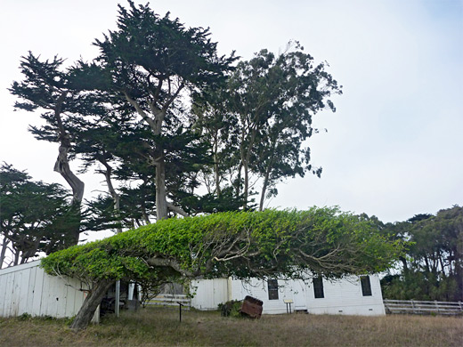 Pierce Point Ranch