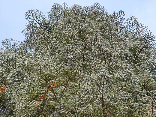 Pine branches