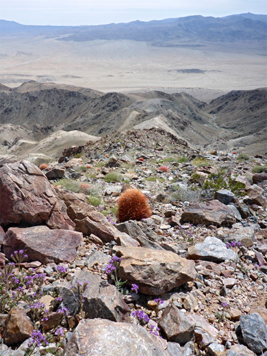 Wildflowers and cacti on the Pinto Mountain summit