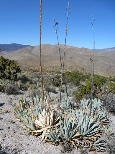 Desert agave