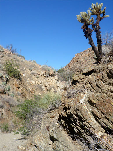 Teddy bear cholla in Plum Canyon