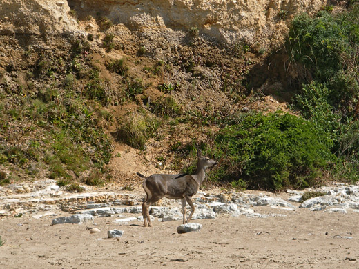 Black-tailed deer on the beach