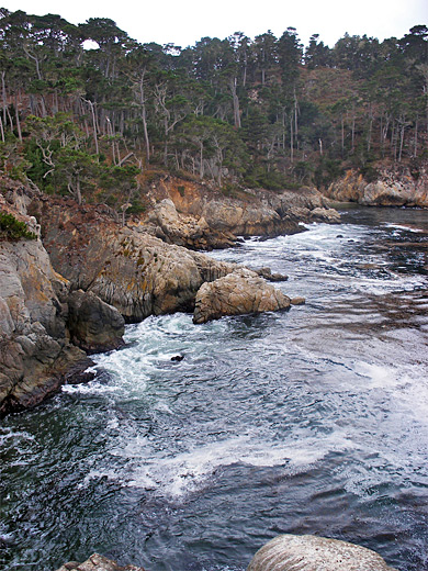 Rocks and pine trees at the edge of Bluefish Cove