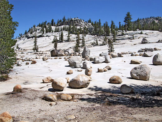 Polly Dome