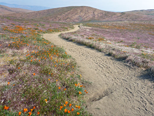 Poppy Trail