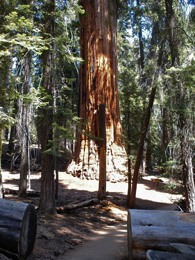 Congress Trail, approaching the President Tree