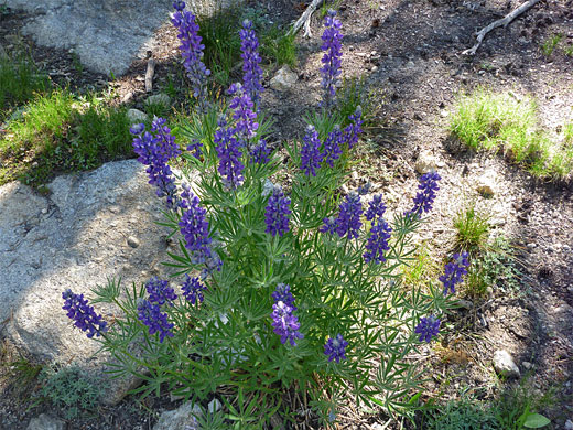 Purple lupine