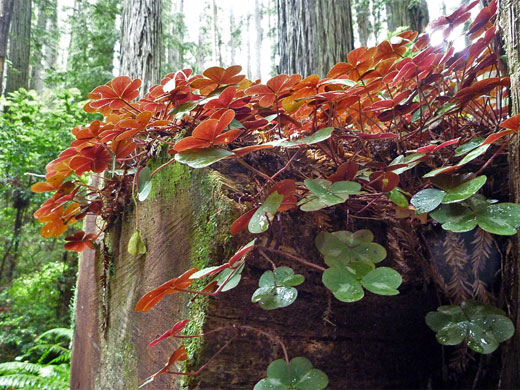 Red leaves