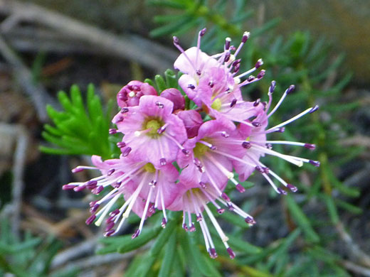 Small cluster