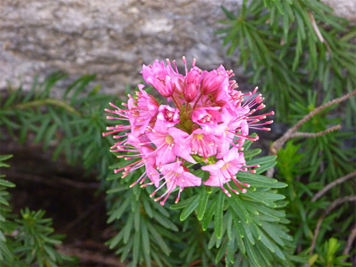 Red Mountain Heather; Pink flower of the red mountain heather, Young Lakes, Yosemite National Park, California