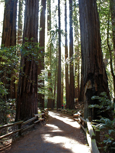 Trail by Redwood Creek