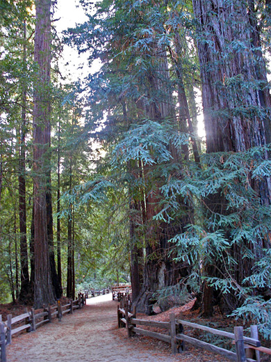 Redwood Trail