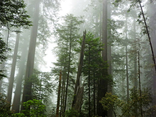 Redwood National and State Parks