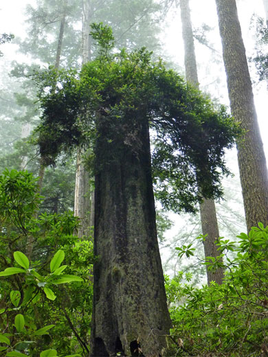 Broken redwood